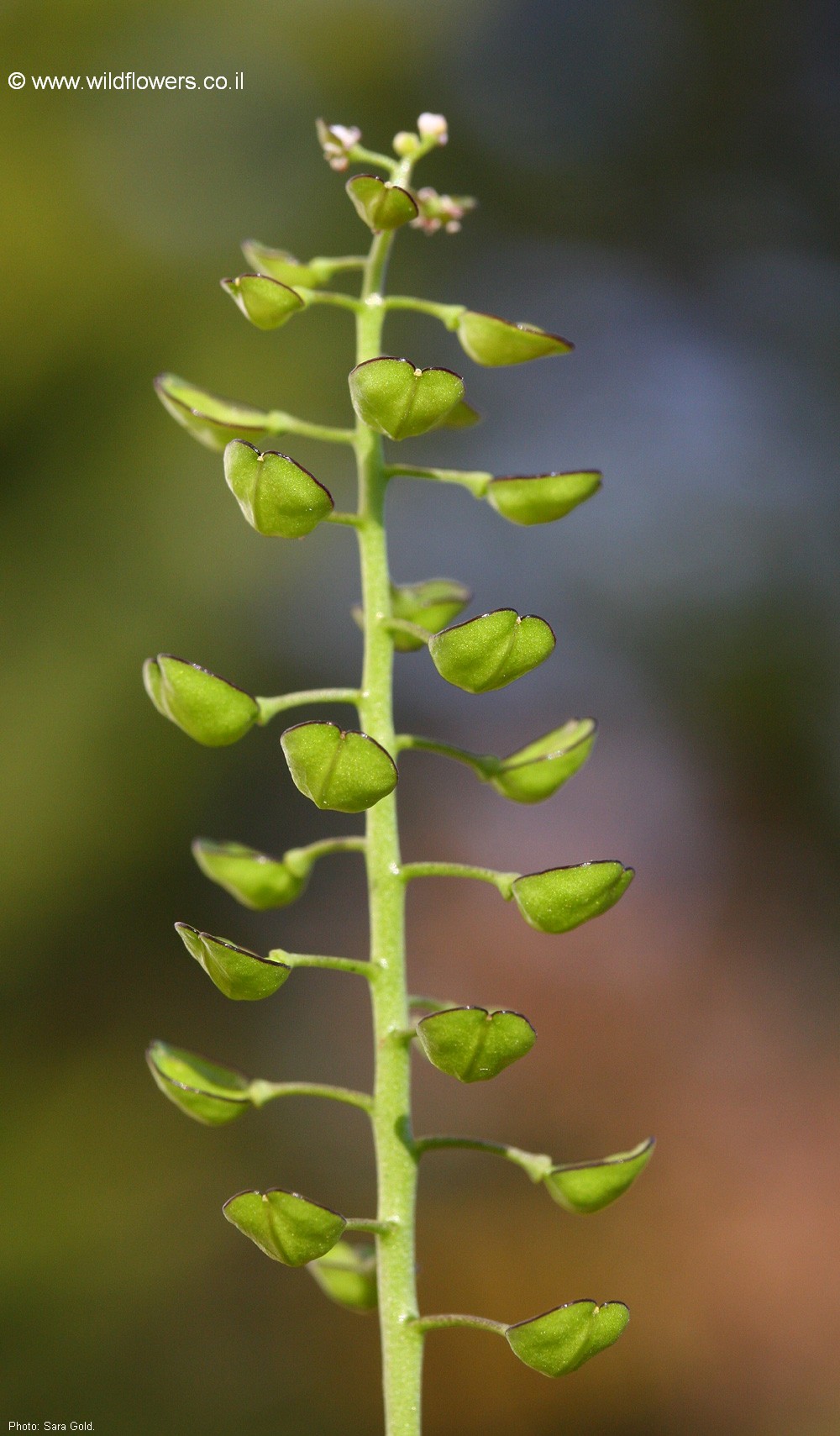 Tessdalia coronopifolia